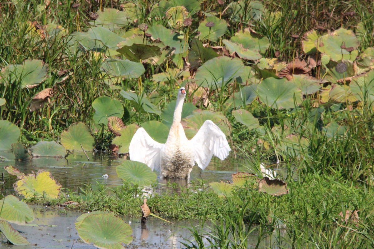 Cigno reale - ML642021609
