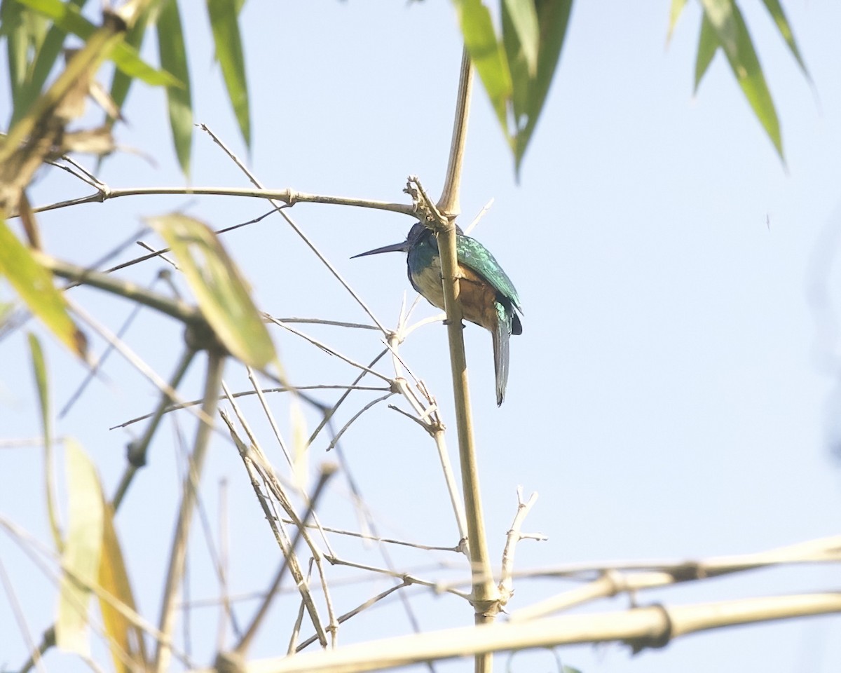 Bluish-fronted Jacamar - ML642021616