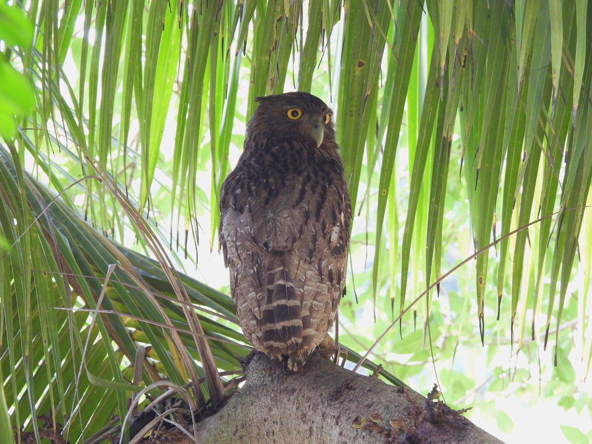 Brown Fish-Owl - ML642021618