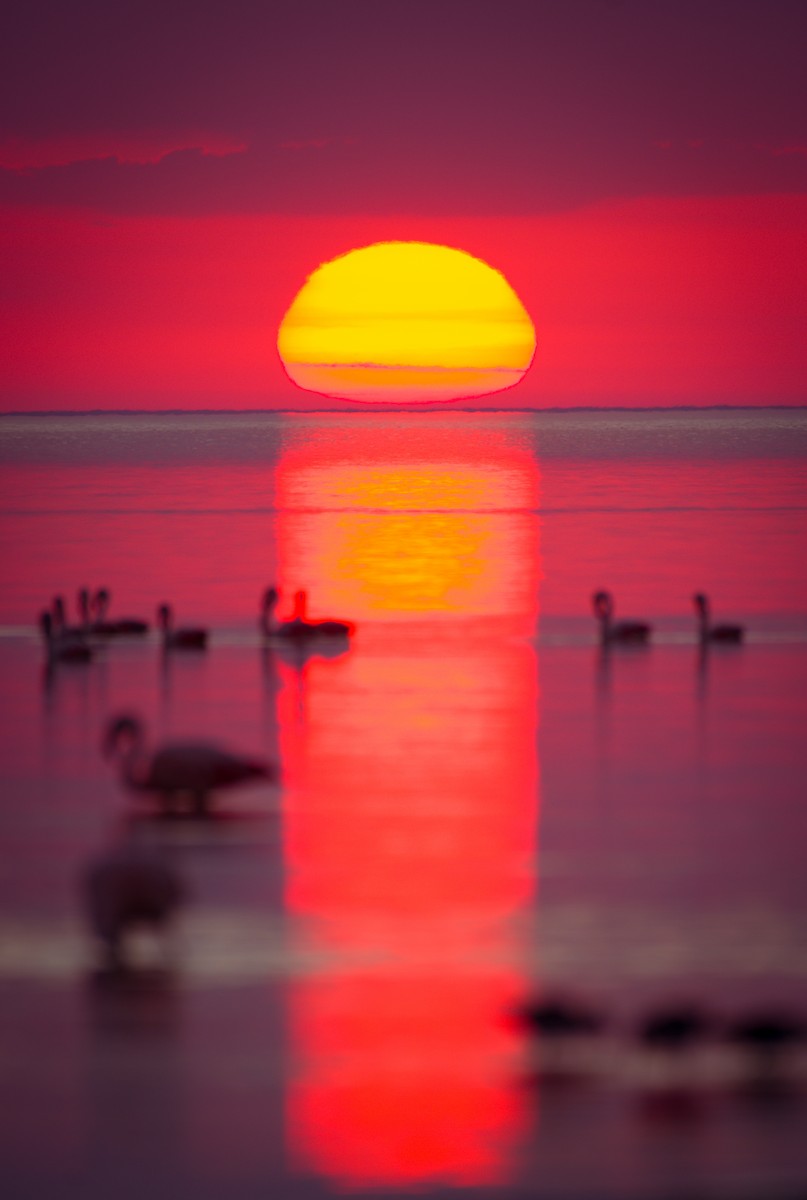 Chilean Flamingo - ML642021622