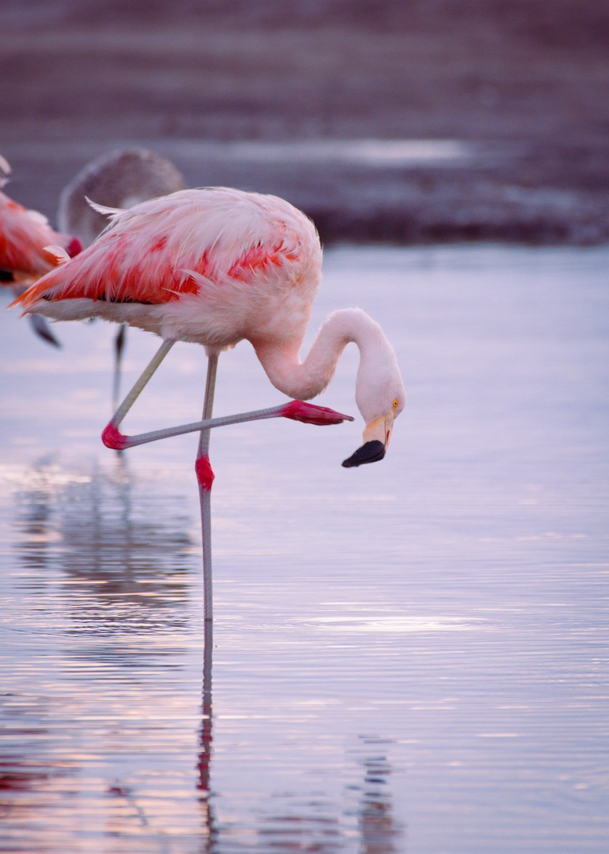 Chilean Flamingo - ML642021625