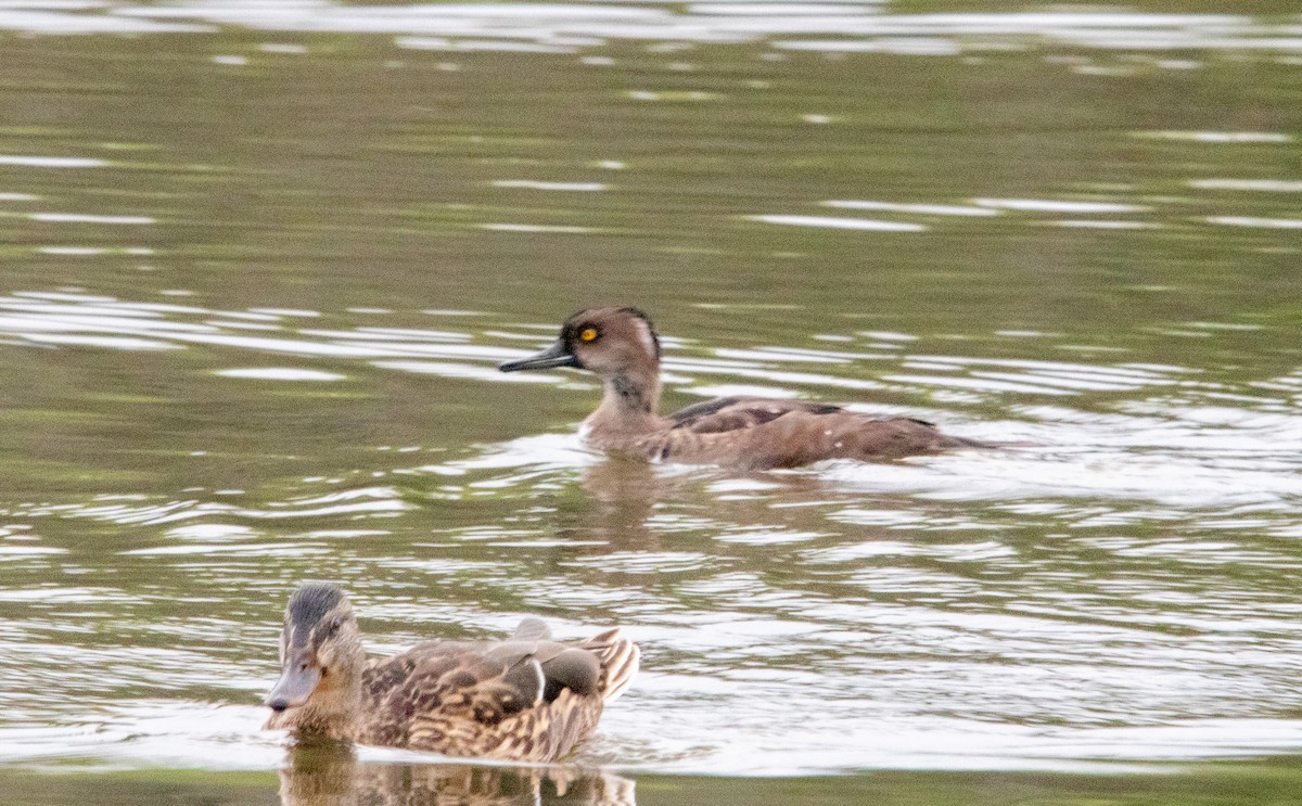 Hooded Merganser - ML642021645