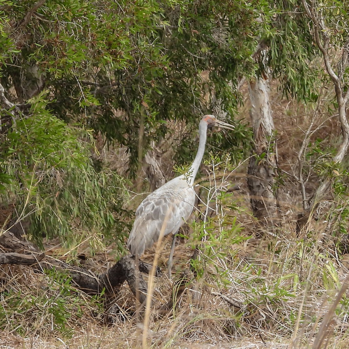 Brolga - ML642021652