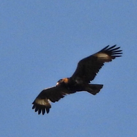 Black-breasted Kite - ML642021657