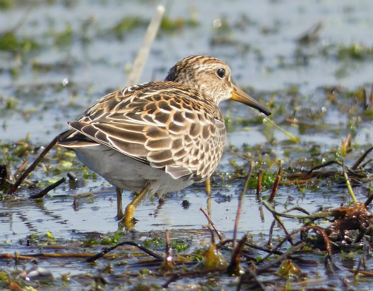 Graubrust-Strandläufer - ML642021658
