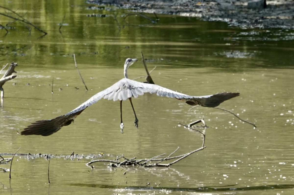 Great Blue Heron - ML642021663