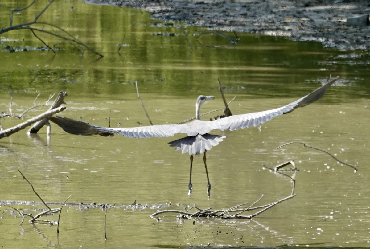 Great Blue Heron - ML642021665