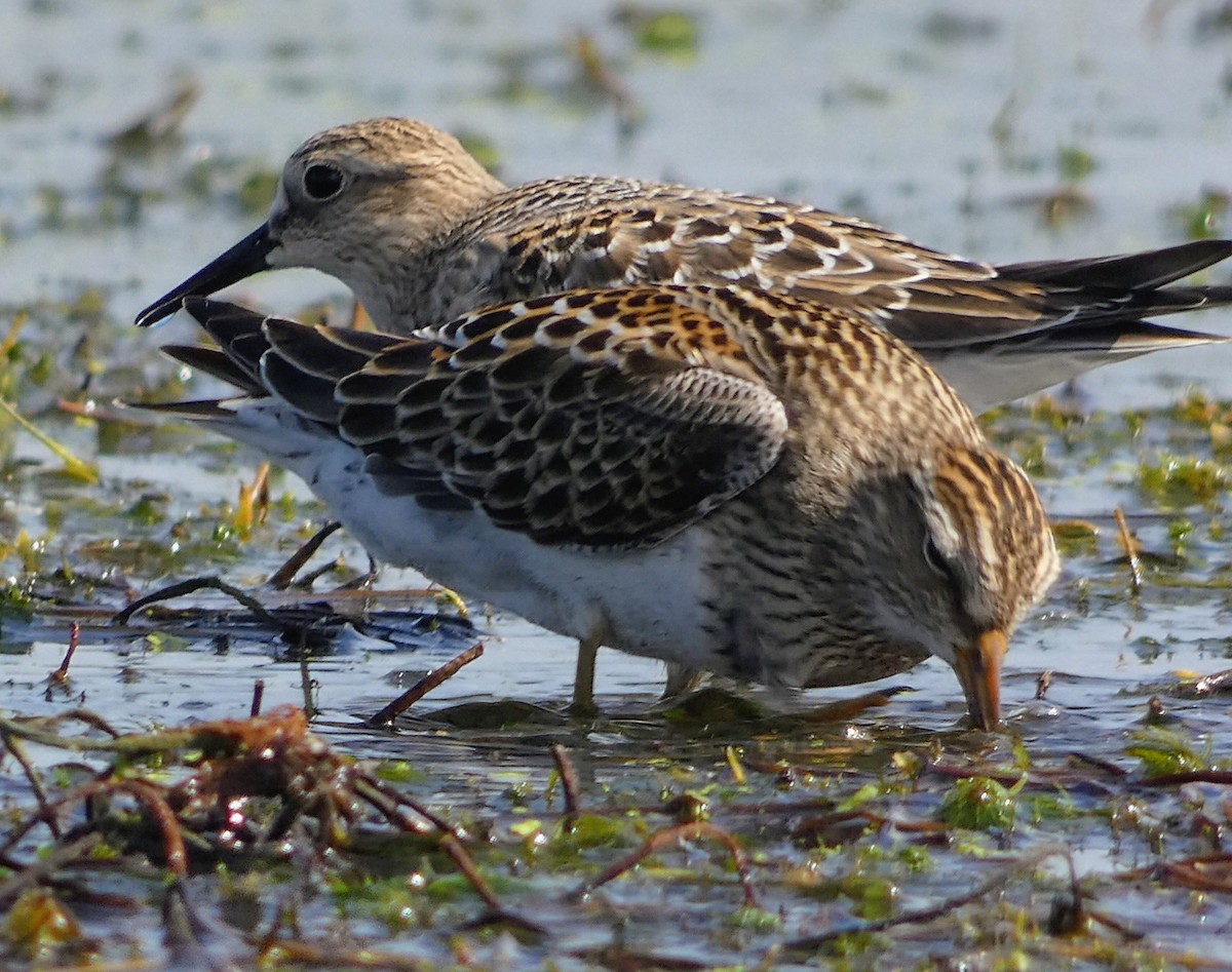 Graubrust-Strandläufer - ML642021666