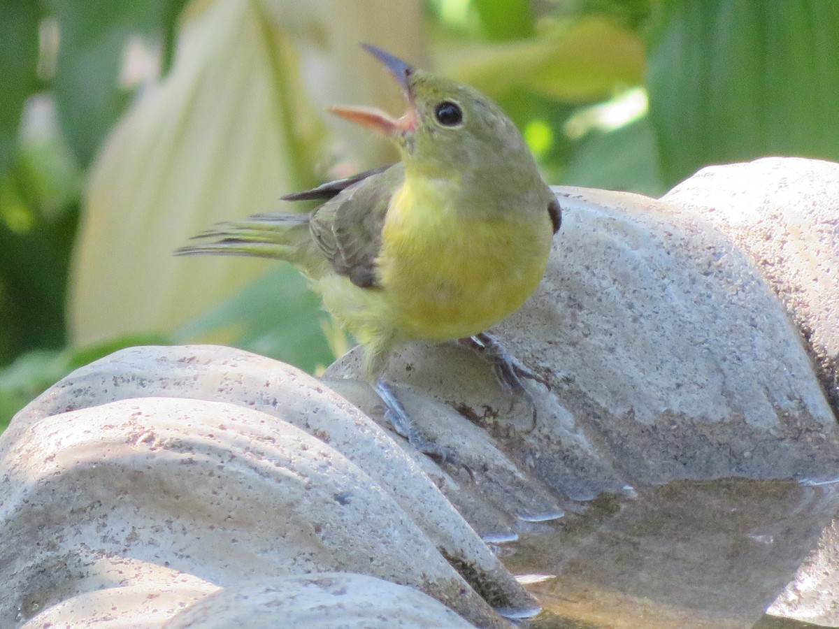 Scarlet Tanager - ML642021667