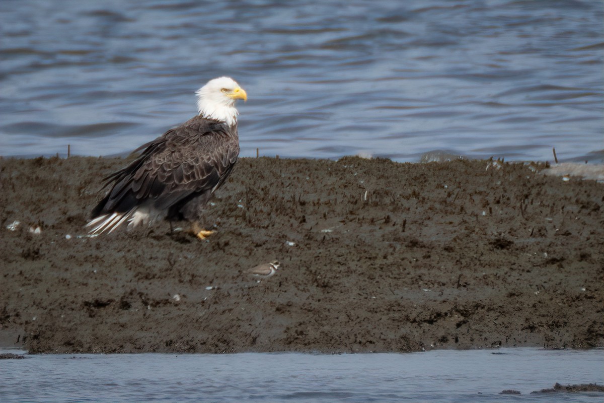 Bald Eagle - ML642021669