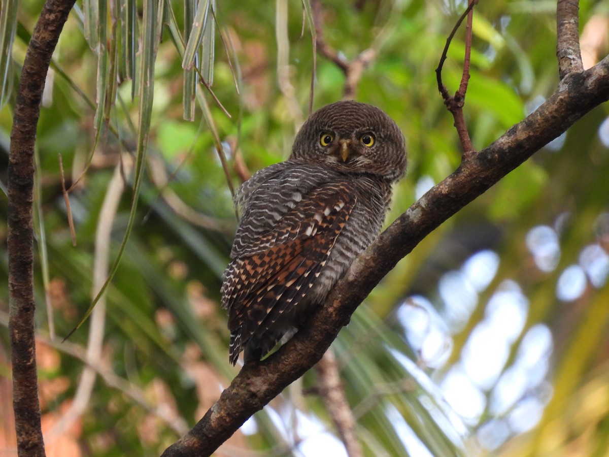 Jungle Owlet - ML642021671