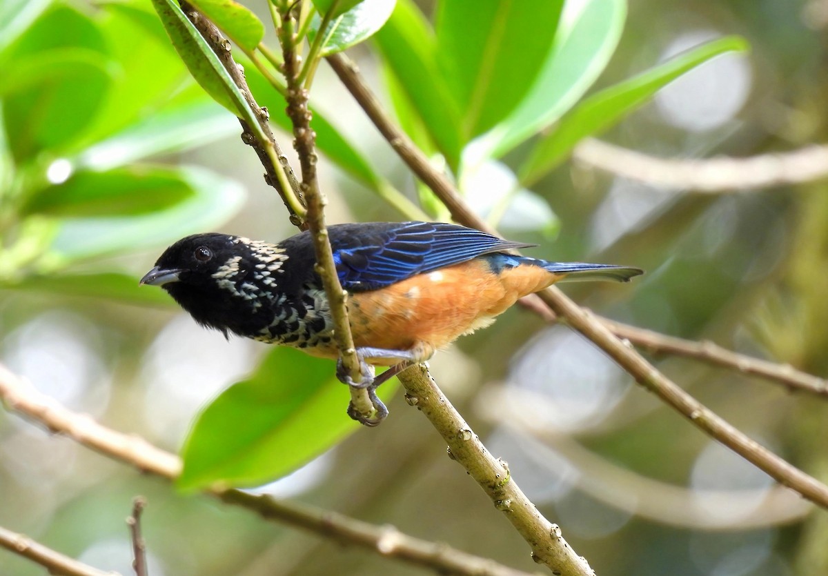 Spangle-cheeked Tanager - ML642021673