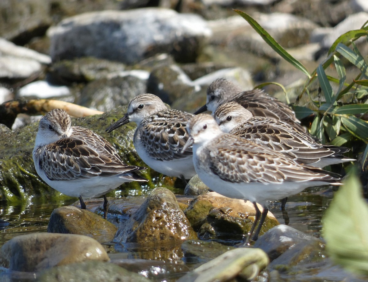 Semipalmated Sandpiper - ML642021674