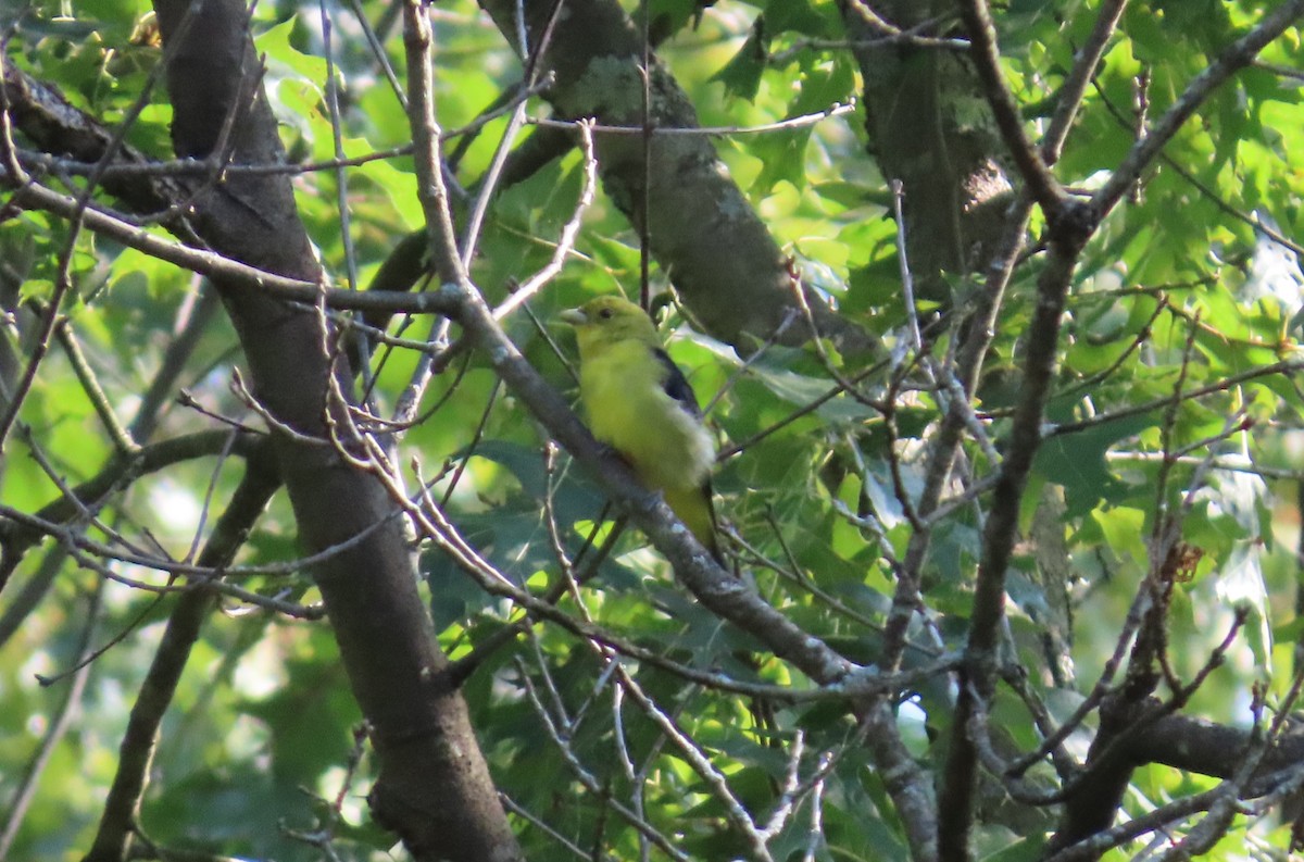 Scarlet Tanager - ML642021675