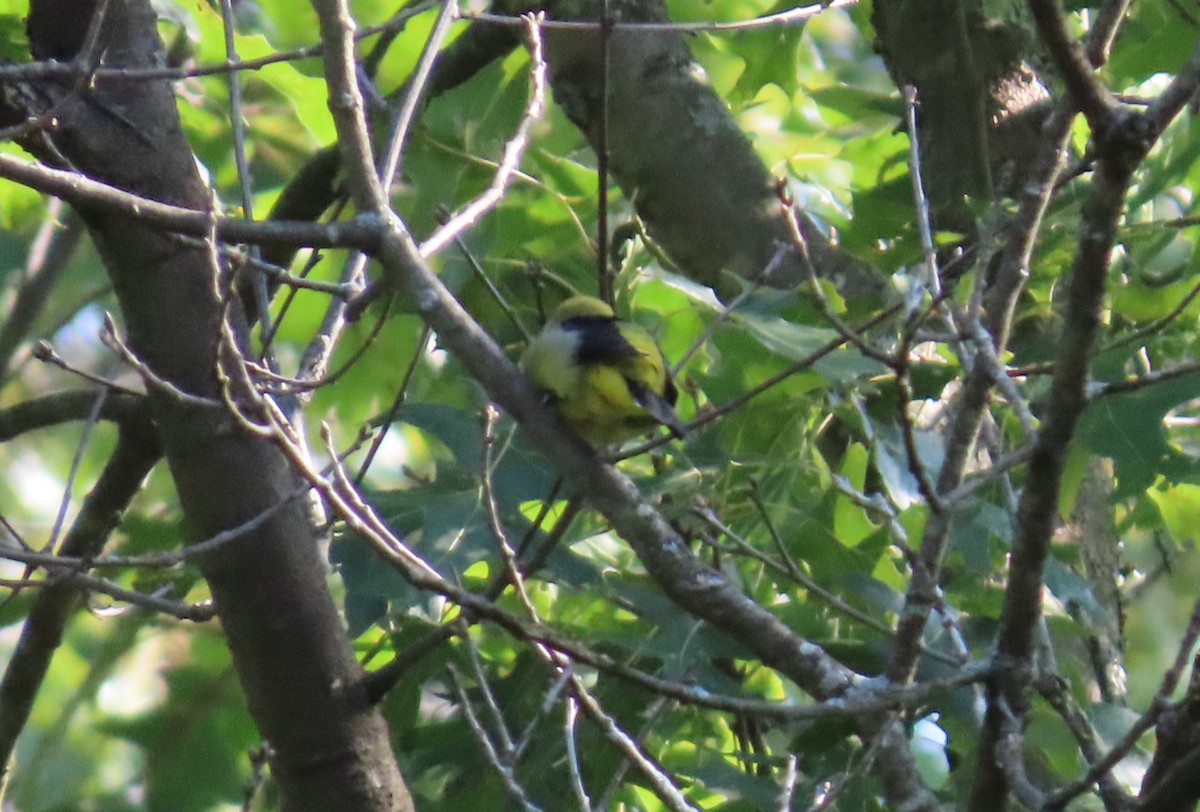 Scarlet Tanager - ML642021676