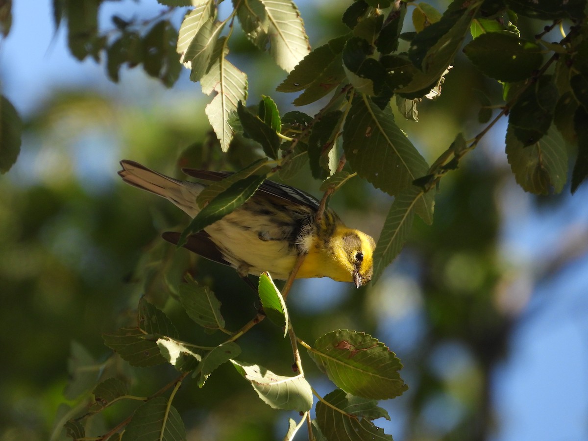 Townsend's Warbler - ML642021678