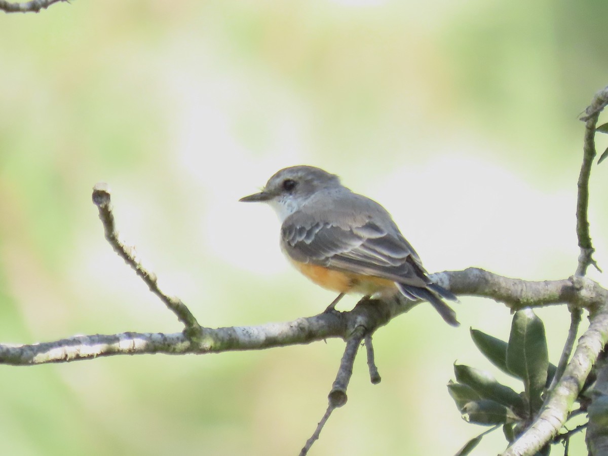 Vermilion Flycatcher - ML642021679