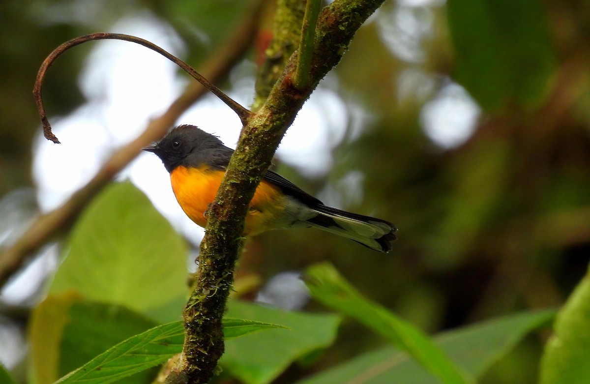 Slate-throated Redstart - ML642021680