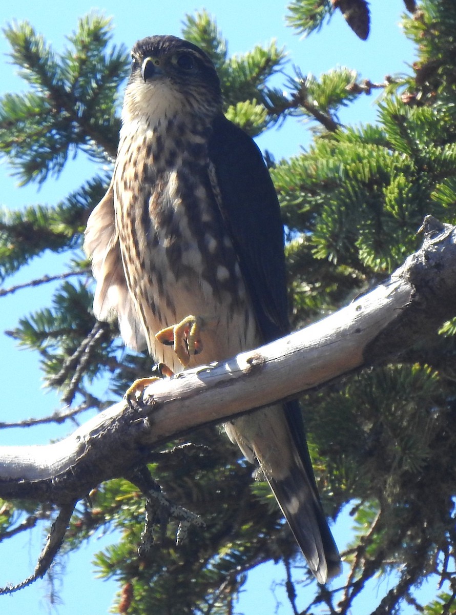 Merlin - ML642021682
