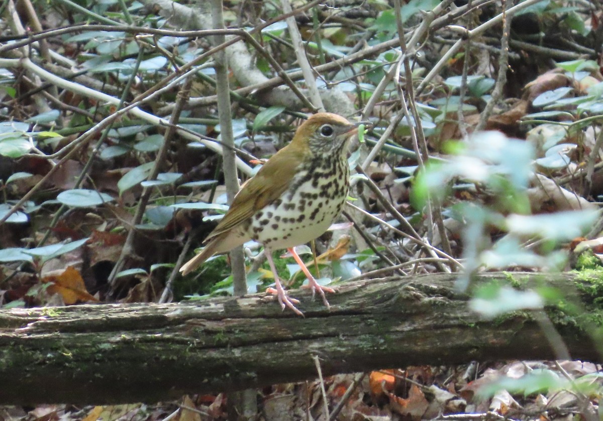 Wood Thrush - ML642021686
