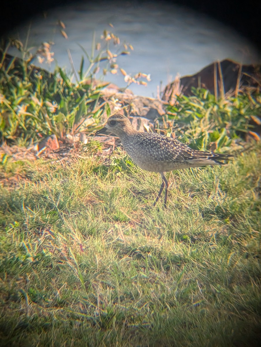 American Golden-Plover - ML642021687