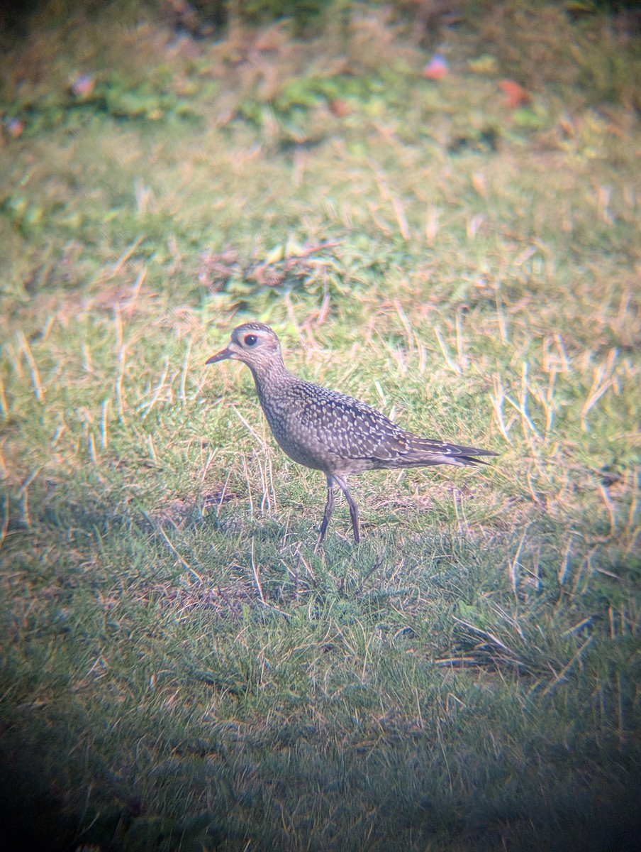 American Golden-Plover - ML642021688