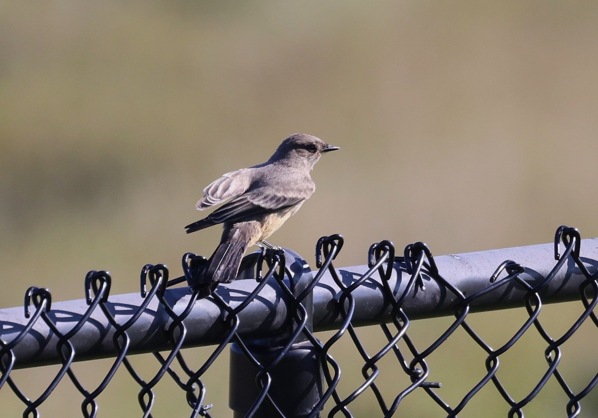 Say's Phoebe - ML642021689