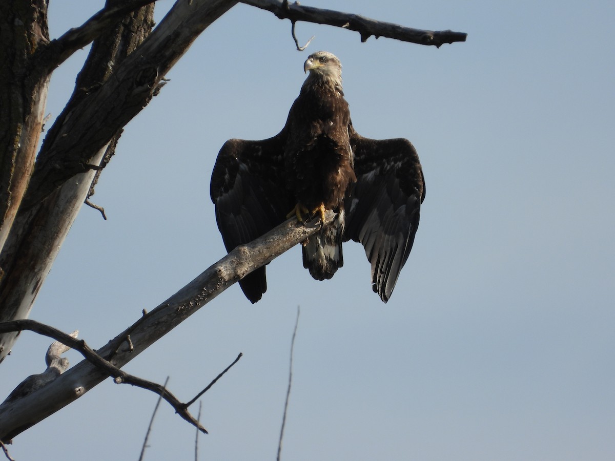 Bald Eagle - ML642021693