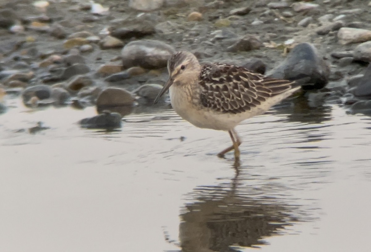 Stilt Sandpiper - ML642021694