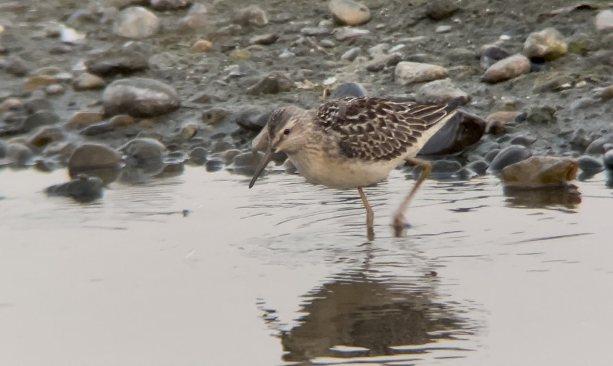 Stilt Sandpiper - ML642021695
