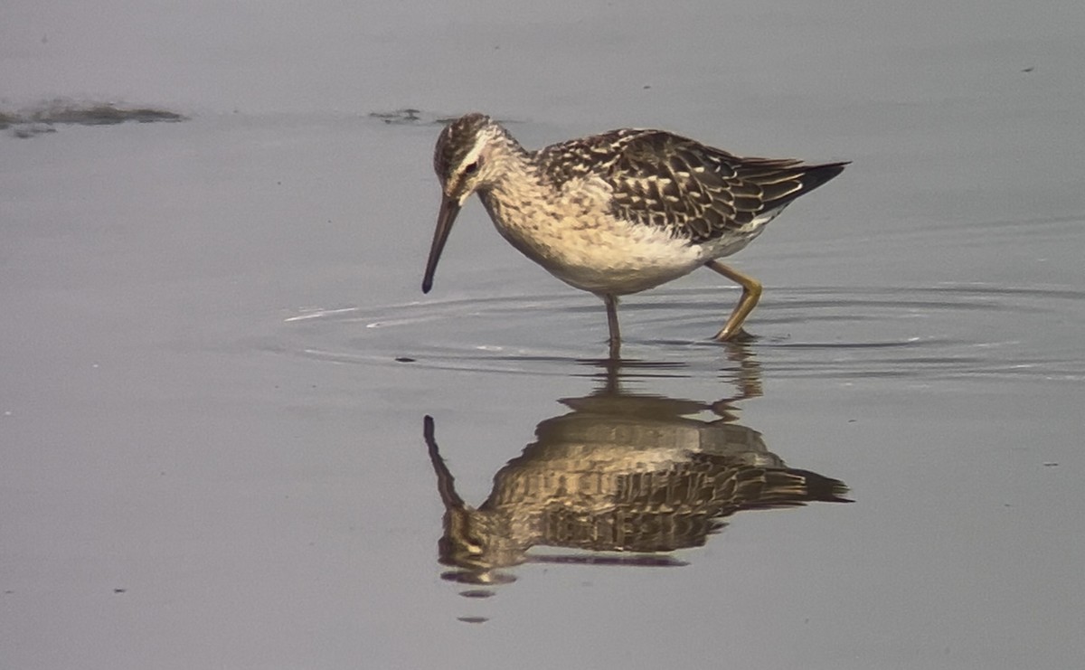 Stilt Sandpiper - ML642021697
