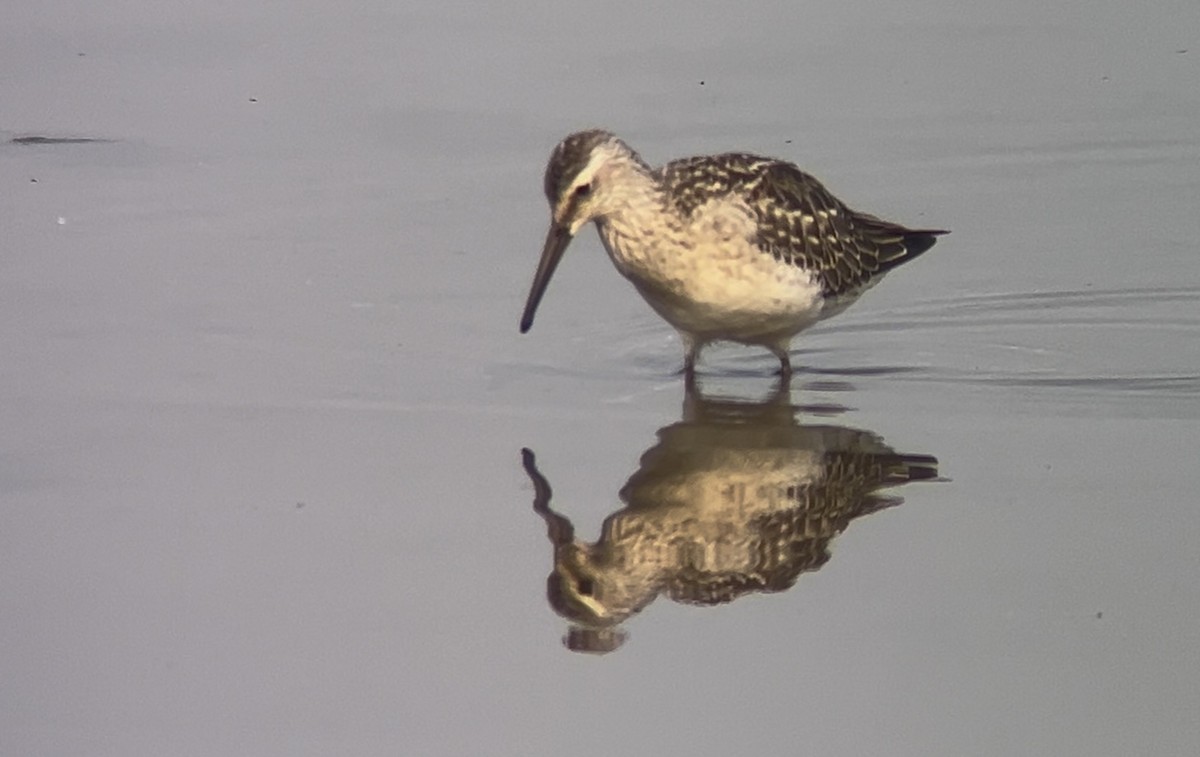 Stilt Sandpiper - ML642021699