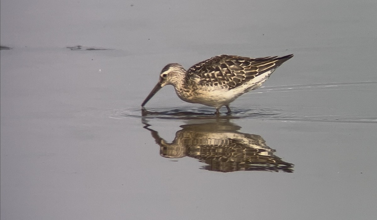 Stilt Sandpiper - ML642021700