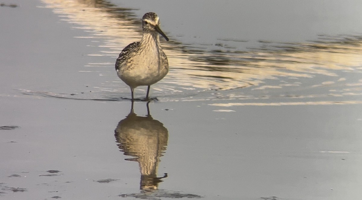 Stilt Sandpiper - ML642021702