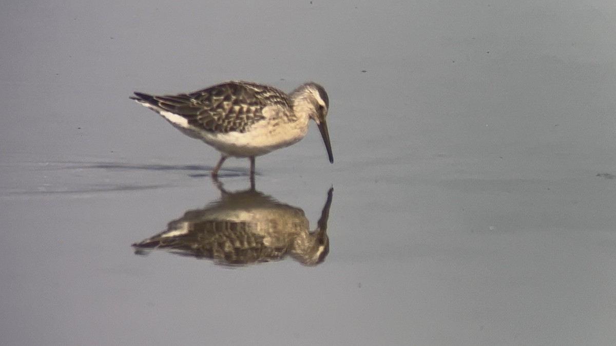 Stilt Sandpiper - ML642021703