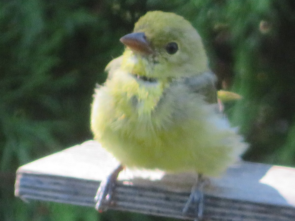 Scarlet Tanager - ML642021705