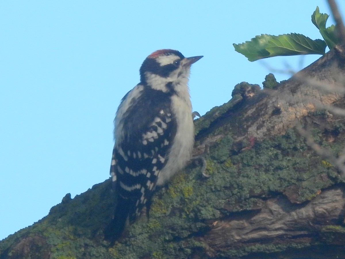 Downy Woodpecker - ML642021707