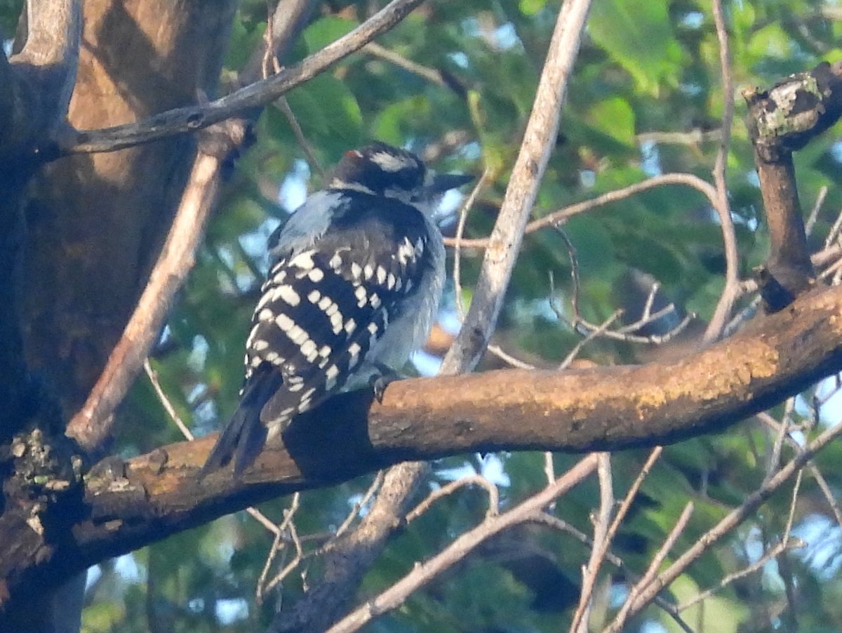 Downy Woodpecker - ML642021709