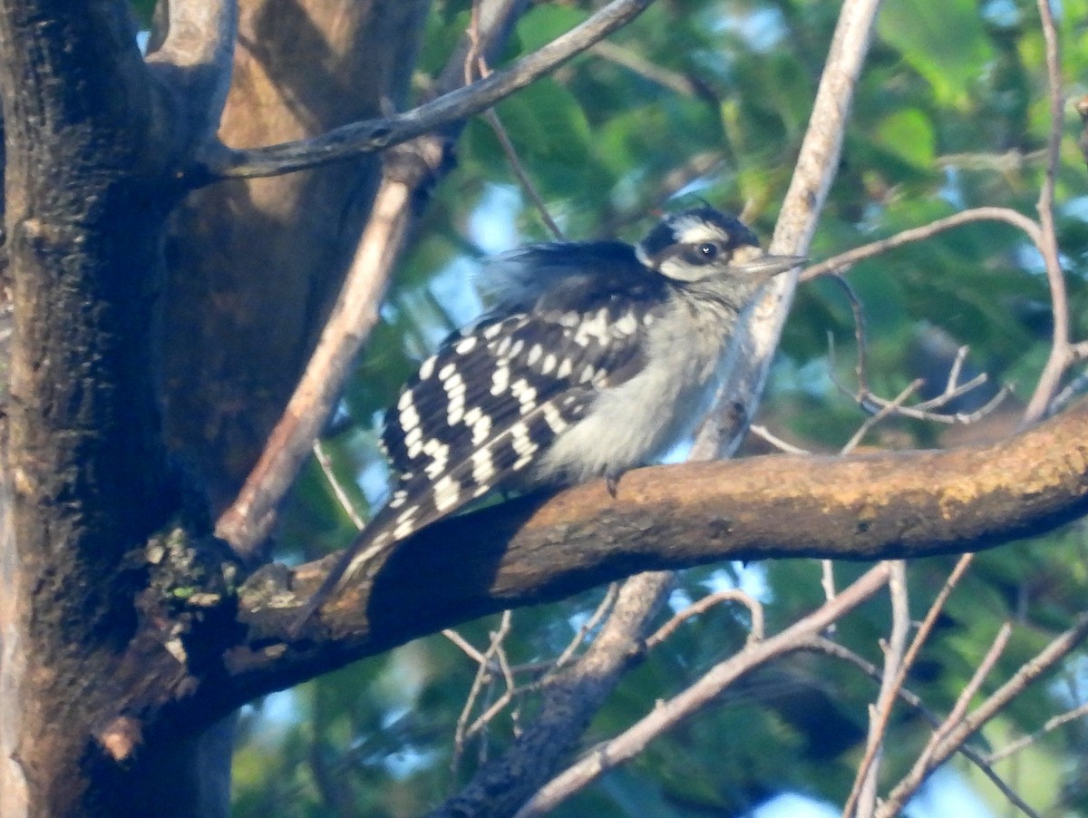 Downy Woodpecker - ML642021710