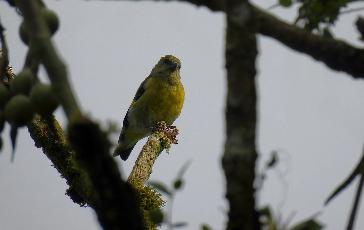 Yellow-bellied Siskin - ML642021711
