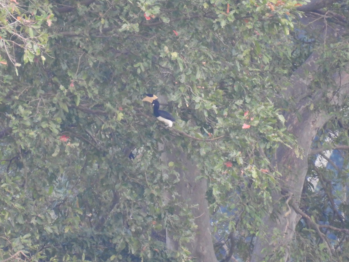 Malabar Pied-Hornbill - ML642021720