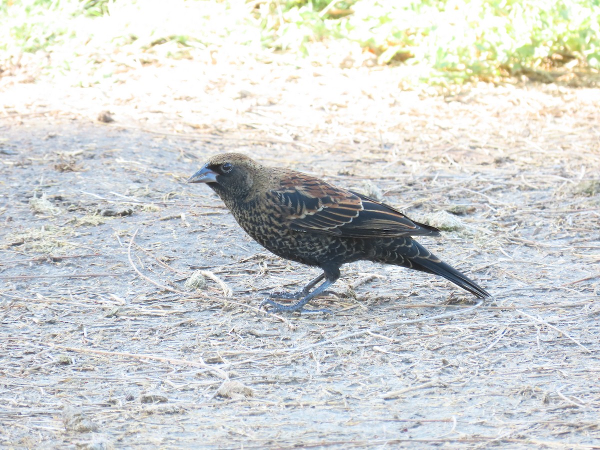 Al Kanatlı Karatavuk - ML642021727