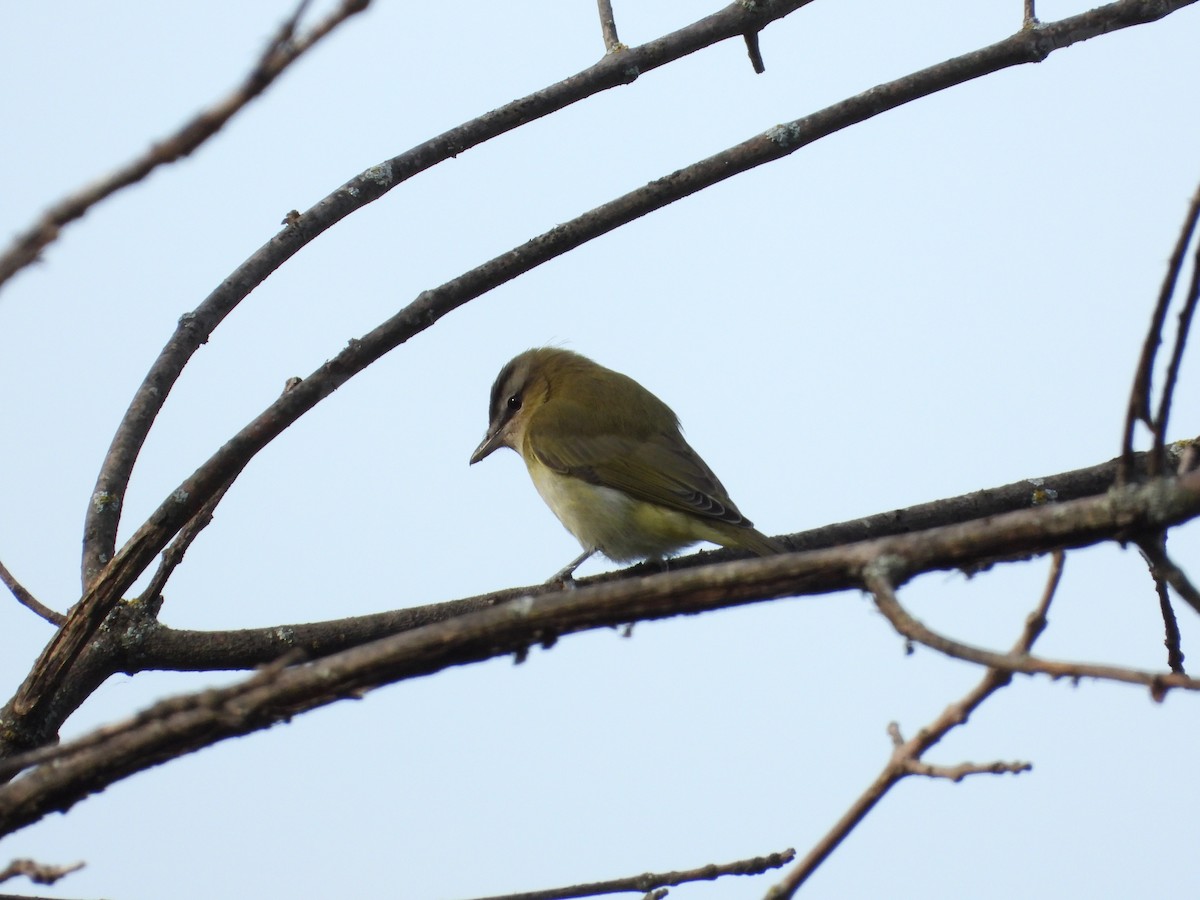 Kızıl Gözlü Vireo - ML642021761