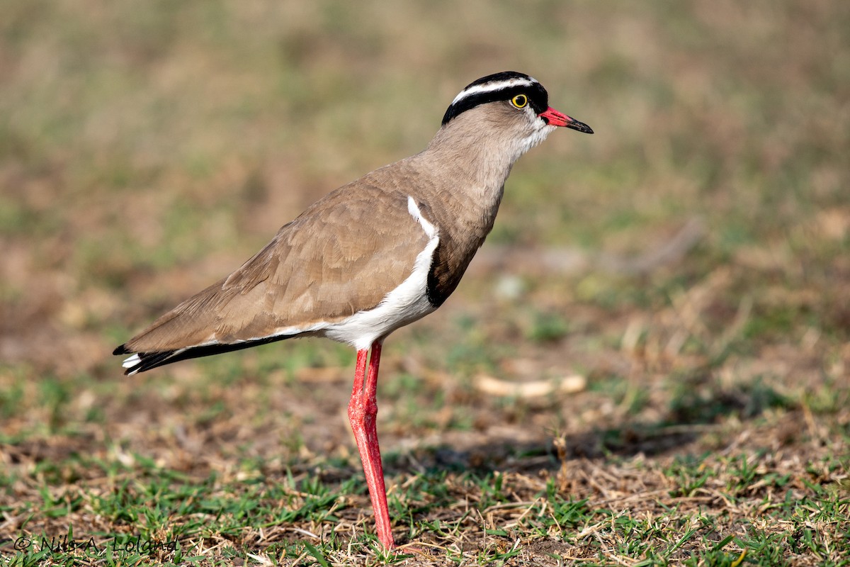 Crowned Lapwing - ML642021774