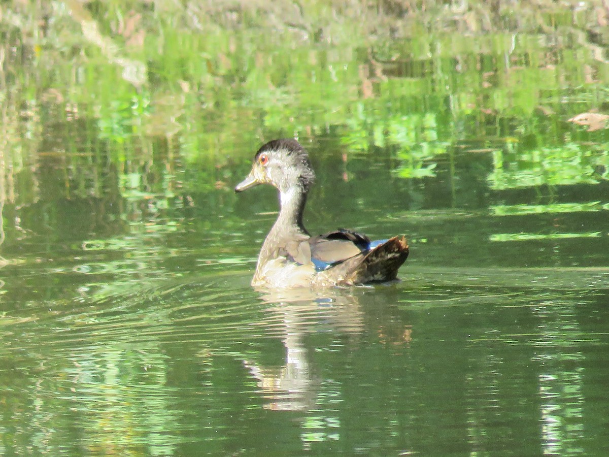 Wood Duck - ML642021775