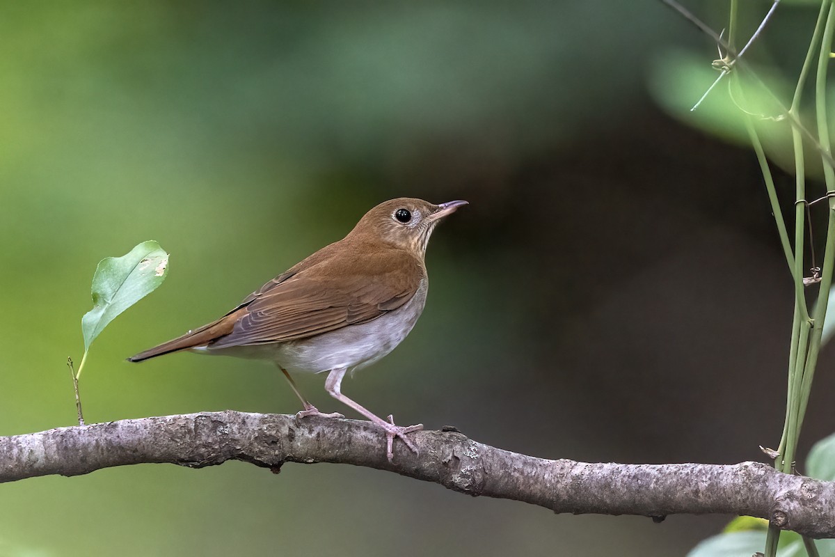 Veery - ML642021781