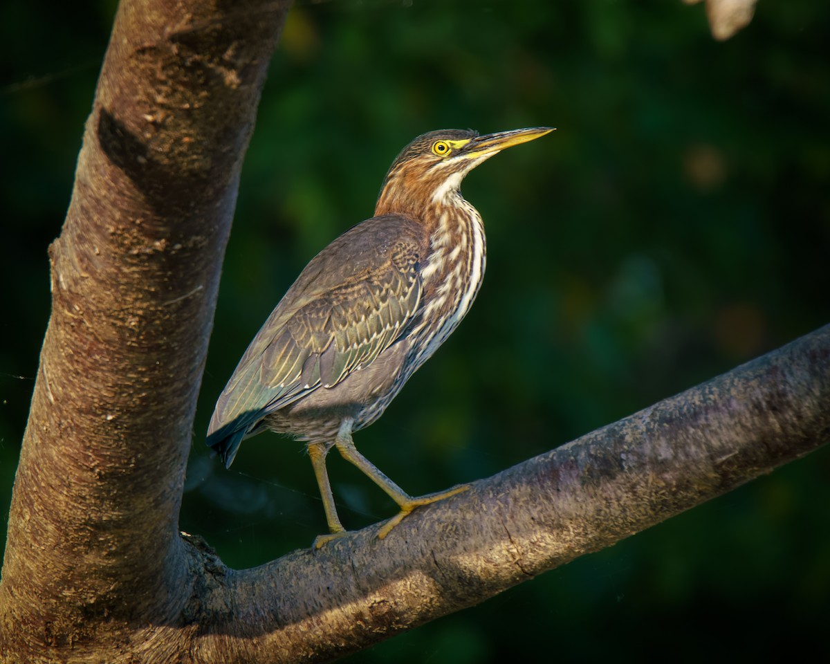 Green Heron - ML642021782