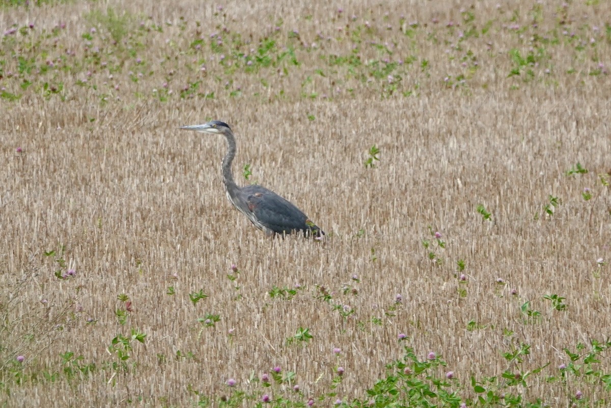 Great Blue Heron - ML642021783