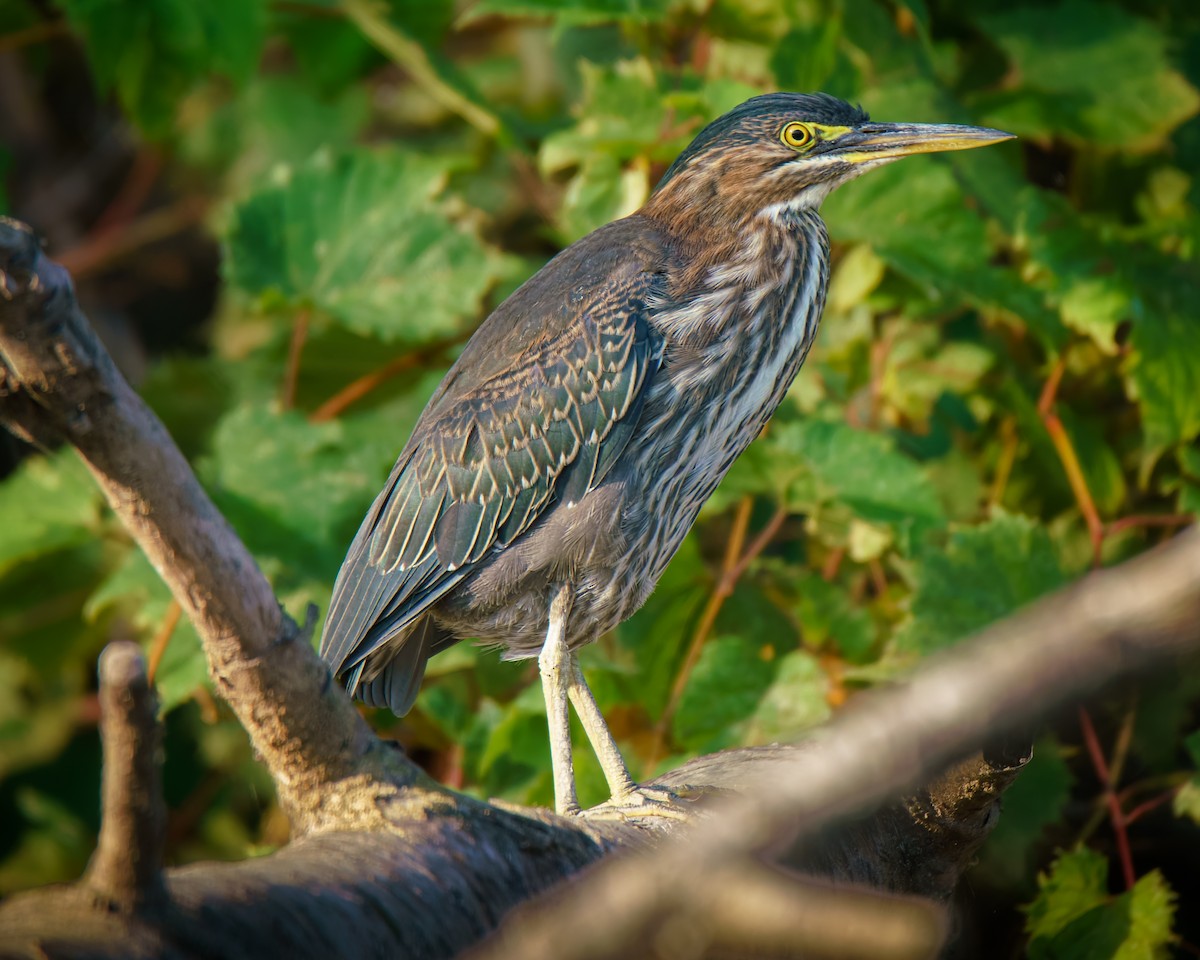Green Heron - ML642021784