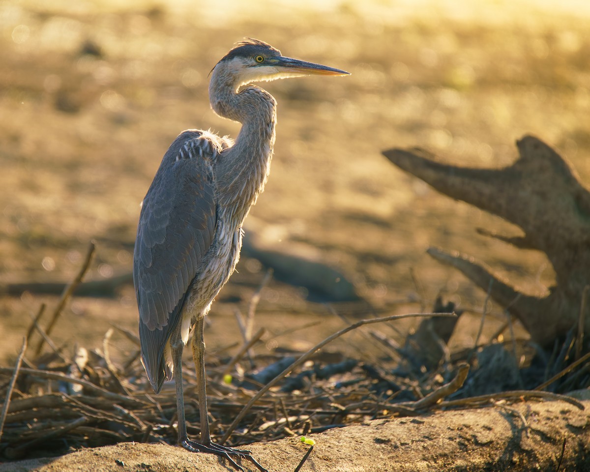 Great Blue Heron - ML642021788